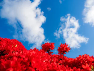 Photo sur Plexiglas Azalée 青い空と真っ赤なツツジ