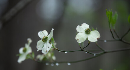 Rainy Blossom
