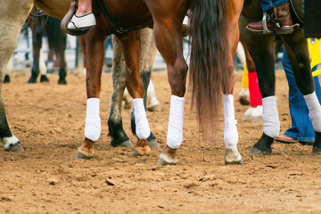 Equestrian Elegance: Protective Leg Wrapping for Polo Horses