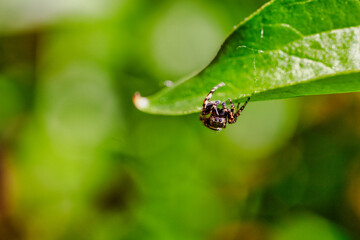 Spider on Leaf 3