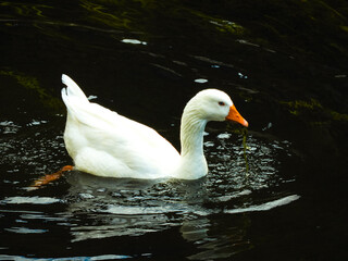 white goose swimming in the water