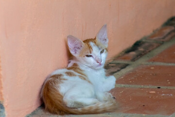 Cute ginger cat sleeping on the floor in the backyard of the house.