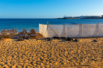 Windshield on the sandy beach. Sun lounges beyond windbreak 