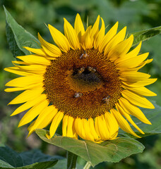 sunflower with bee