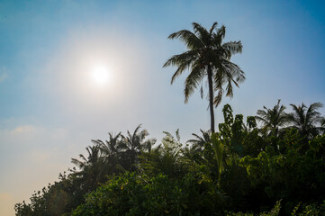 Fototapeta na wymiar Silhouette of tall palm tree above forest.