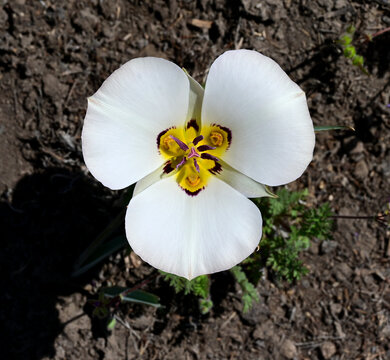Sego Lily (Calochortus bruneaunis) bloom.
