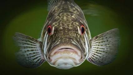 Foto op Plexiglas Close-Up of a Largemouth Bass in Natural Habitat, Copy-Space, Red Eyes © Focused Adventures
