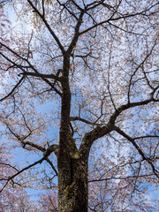 お気に入りの桜の木