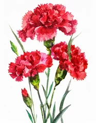 Foto op Aluminium Watercolor artwork showcasing red carnations with green foliage against a stark white backdrop © homydesign