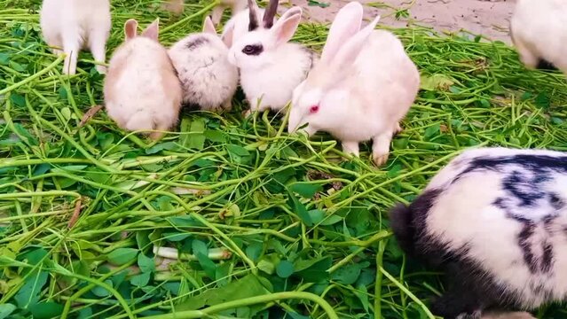 Rabbits Stock Video,
Rabbit - Animal, Animal, Baby Rabbit, Fear, Cute, Grass.