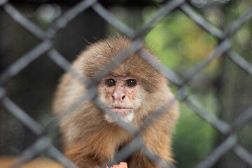 A cute blond monkey behind a fence looking at the camera. Lonely monkey, animal protection. Concept of animals in captivity.