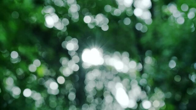 初夏　森林の新緑の葉　キラキラきらめく丸ボケと輝く太陽の日差しとフレア　春・夏・季節・自然・アウトドアのイメージ背景