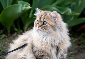 Light brown Persian cat on a leash exploring a tulip field with green leaves in the background
