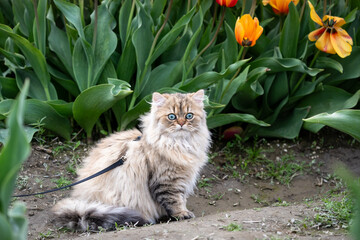 Naklejka na ściany i meble Light brown Persian cat on a leash exploring a tulip field with orange flowers blooming in the background 