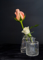 Peach rose bud in petite vase.
