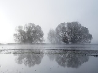 Abstract of silhouetted trees on foggy morning.