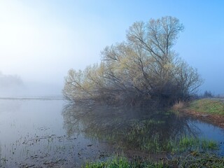 Tree by pond on misty morning.