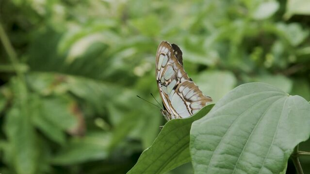 Butterfly sitting on plant - tracking shot reveal