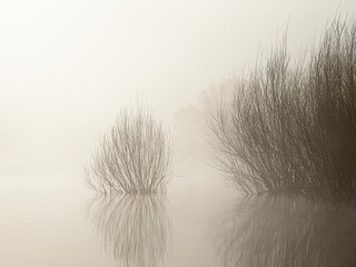 Foggy morning pond abstract.