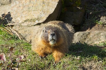 Furry marmot eating grass looks at camera.