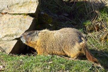 Cute marmot standing by a rock.