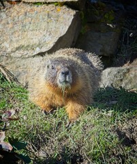 Cute little marmot eating grass.