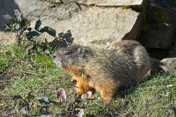 Alert marmot looking around.