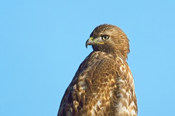 Portraiture of a red tailed hawk.