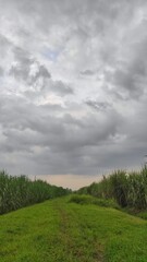 Footpath in the middle of sugarcane field in suburban area during cloudy day