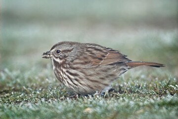 Song sparrow with dirt on its beak.