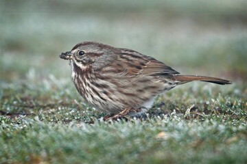 Song sparrow with dirst covered beak.