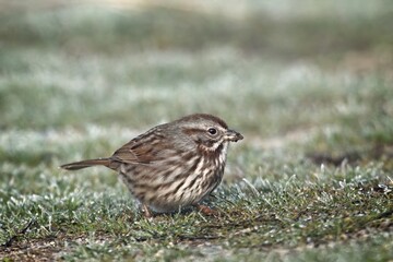 Smalll song sparrow on grass.