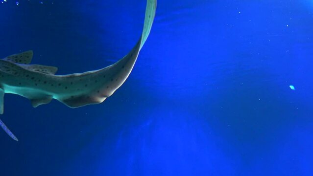 The Zebra Shark, Stegostoma Fasciatum, swimming underwater in the aquarium. Closeup. 4K