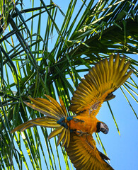 wild macaw in flight