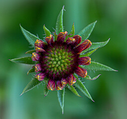 red and yellow sunflower
