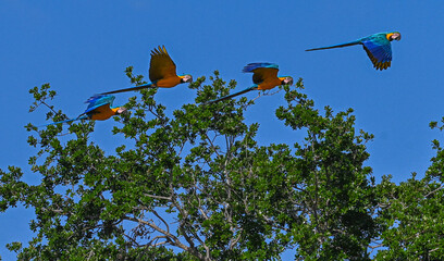 Wild macaws in Miami, Florida