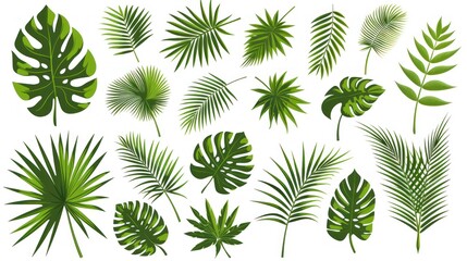 A collection of palm leaf silhouettes that have been isolated on a white background
