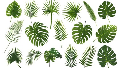 A collection of palm leaf silhouettes that have been isolated on a white background - obrazy, fototapety, plakaty