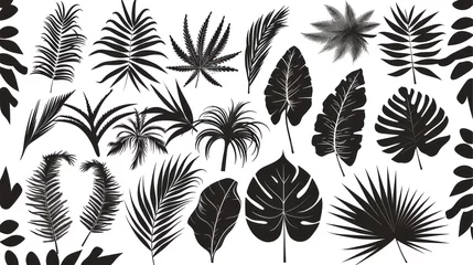 Fotobehang A collection of palm leaf silhouettes that have been isolated on a white background © Praphan