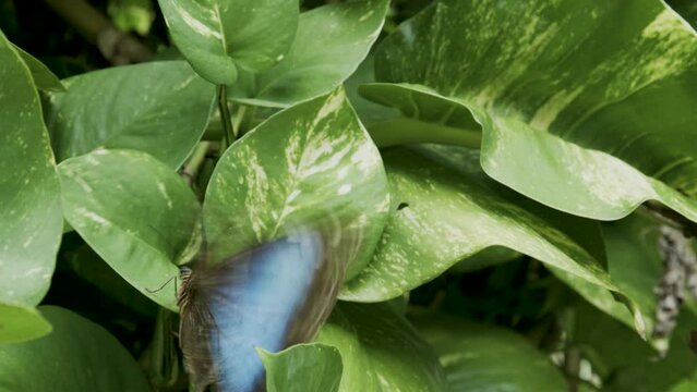 Beautiful butterfly flapping wings on plant - high, close up