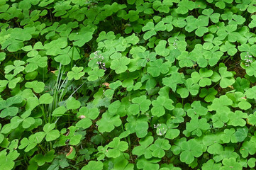 clovers