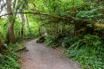 Mossy path in forest