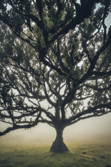 Fanal Forest, Madeira