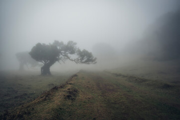Fanal Forest, Madeira