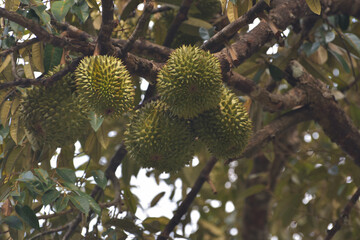 Durian orchard. Ripe durians on the tree.