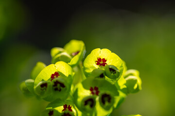 Blooming of euphorbia (Euphorbia) in Japan in spring