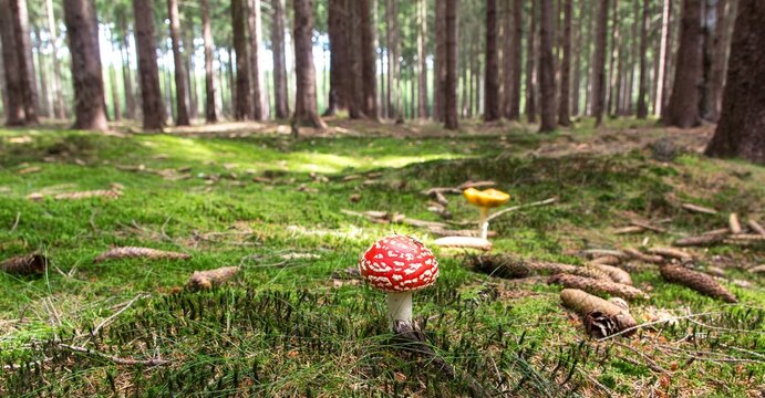 "Mushrooms bloom in the forest's embrace, hidden gems of nature. Foragers seek their bounty, discovering flavors and textures beneath the canopy."


