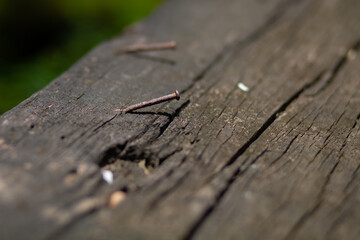 Trees and leaves that were planted and decorated in a beautiful garden.