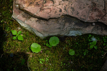 Trees and leaves that were planted and decorated in a beautiful garden.