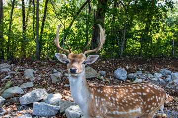 Exotic deer at Eureka Springs Safari Park.
